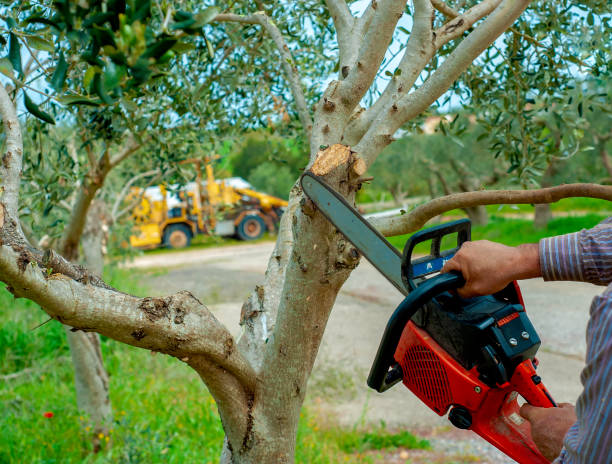 Best Professional Tree Care  in South Wenatchee, WA